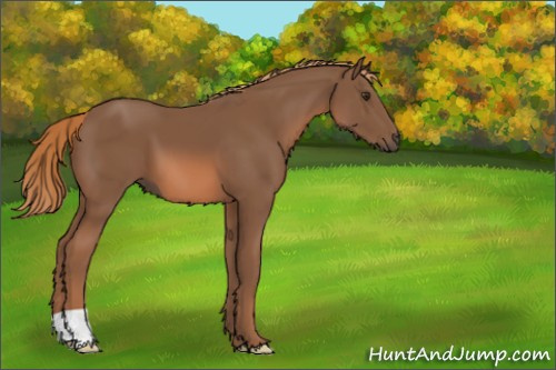 Horse Color:Chestnut 