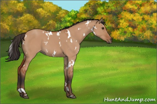 Horse Color:White Spotted Bay Dun 