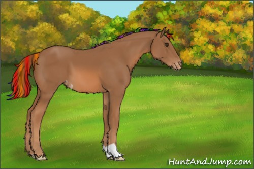 Horse Color:Painted Chestnut Appaloosa 