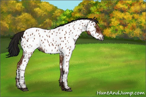 Horse Color:Gray Bay Ice Appaloosa 