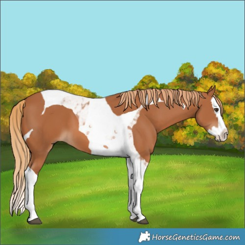 Horse Color:Chestnut Splash Tobiano 