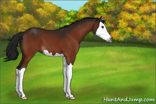 Horse Color:Gray Bay Splash 