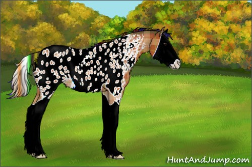 Horse Color:Painted Plaid  Bay Splash Appaloosa 