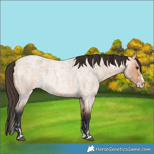 Horse Color:Bay Roan Dun Splash  and Bay Roan Dun Splash Rabicano 