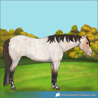 Horse Color:Bay Roan Dun Splash  and Bay Roan Dun Splash Rabicano 
