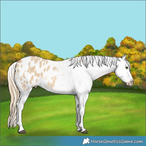 Horse Color:Red Dun Splash Tobiano Appaloosa 