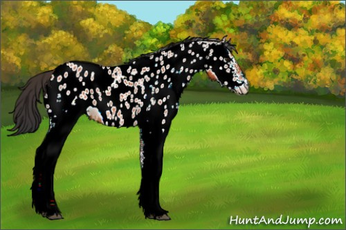 Horse Color:White Spotted Bay Appaloosa 