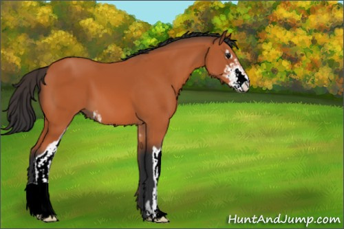 Horse Color:Bay Sabino 