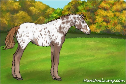 Horse Color:Gray Chestnut Ice Appaloosa 