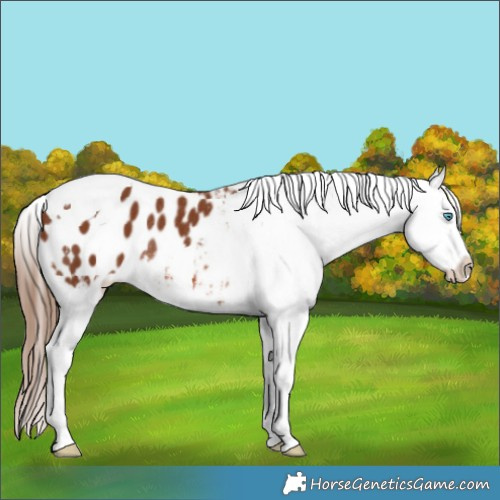 Horse Color:Chestnut Splash Tobiano Appaloosa Rabicano 