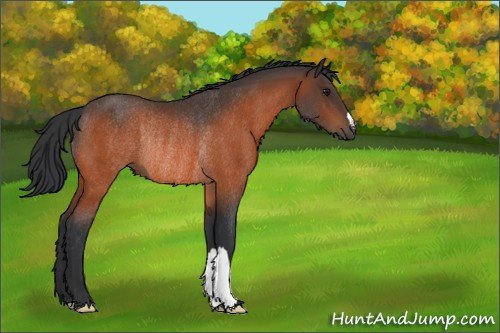 Horse Color:Bay Rabicano 