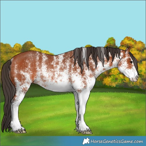 Horse Color:White Spotted Bay Rabicano 