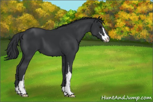 Horse Color:Black Sabino 