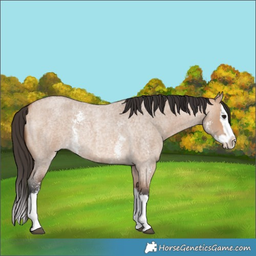 Horse Color:Bay Roan Dun Sabino Splash Rabicano 
