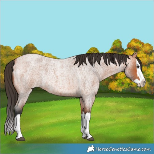 Horse Color:Bay Roan Splash Rabicano 