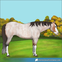 Horse Color:Bay Roan Splash Rabicano 