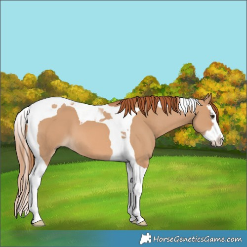 Horse Color:Red Dun Splash Tobiano 