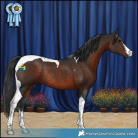 Horse Color:White Spotted Brown Tobiano Rabicano 