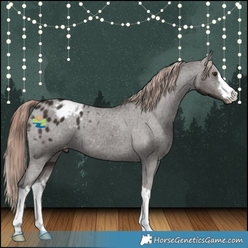 Horse Color:White Spotted Liver Chestnut Appaloosa 