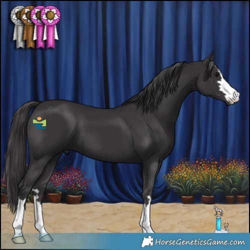 Horse Color:Smoky Black 