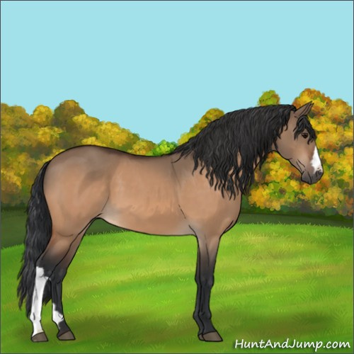 Horse Color:Bay Dun 