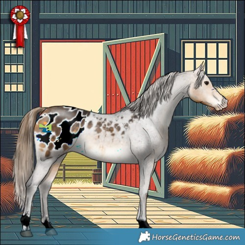 Horse Color:Buckskin Appaloosa Rabicano 