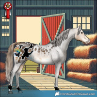 Horse Color:Buckskin Appaloosa Rabicano 
