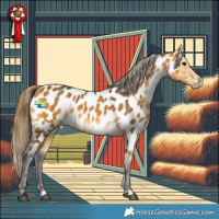 Horse Color:Buckskin Appaloosa 