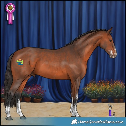 Horse Color:Bay Sabino 