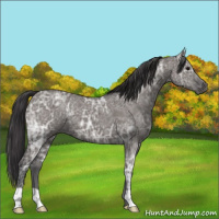 Horse Color:Smoky Grullo Ice