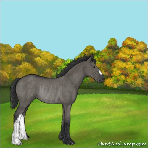 Horse Color:Grullo Rabicano Brindle 