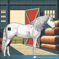 Horse Color:Gray Silver Brown Tobiano Rabicano 
