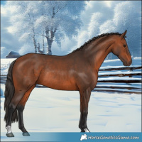 Horse Color:Bay Rabicano 