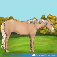 Horse Color:Gold Champagne Splash 