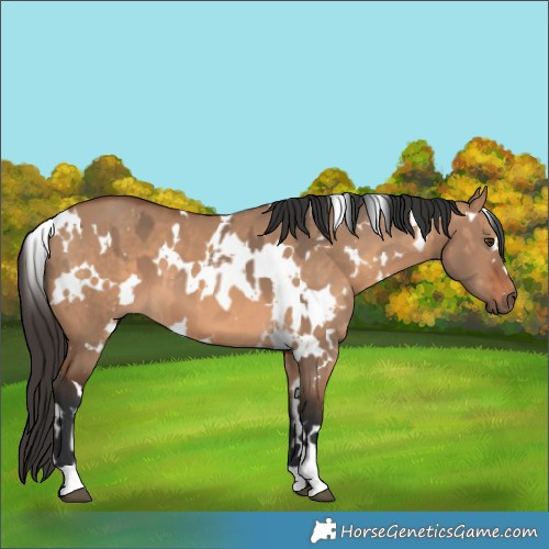 Horse Color:White Spotted Brown Dun  and White Spotted Bay Dun 