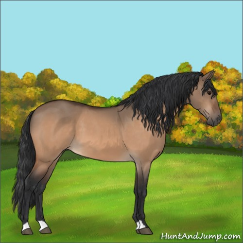 Horse Color:Bay Dun 
