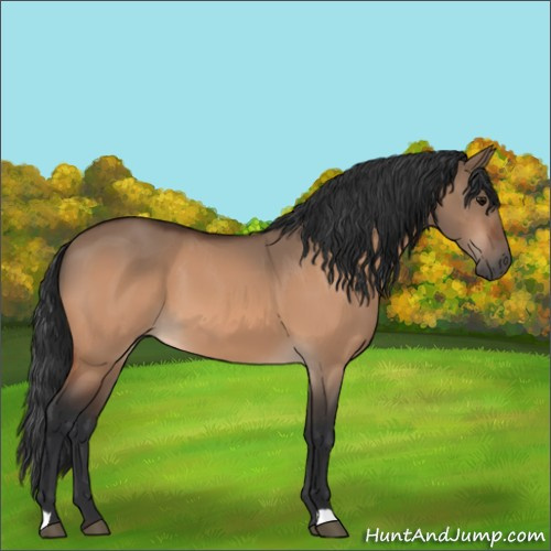Horse Color:Bay Dun 
