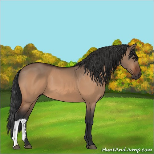 Horse Color:Bay Dun 