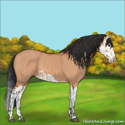 Horse Color:Bay Dun  and Bay Dun Splash 