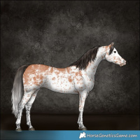 Horse Color:White Spotted Bay 