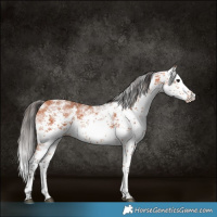 Horse Color:White Spotted Bay Sabino