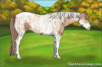 Horse Color:Chocolate Palomino Pearl Tobiano Frame  and Gray Chocolate Palomino Pearl Tobiano Frame 