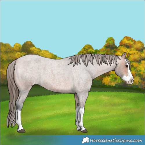 Horse Color:Bay Roan Splash Appaloosa 