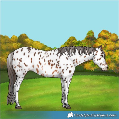 Horse Color:Brown Appaloosa 