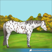 Horse Color:Brown Appaloosa 