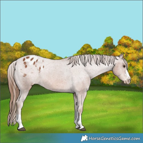 Horse Color:Chestnut Appaloosa 