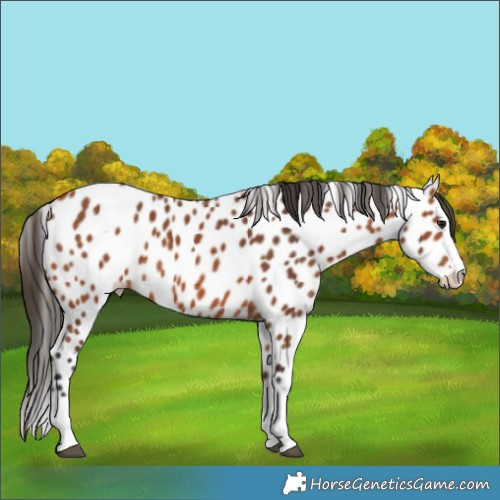 Horse Color:Bay Splash Appaloosa 