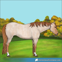 Horse Color:Red Dun Roan Rabicano 