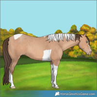 Horse Color:Amber Champagne Tobiano 