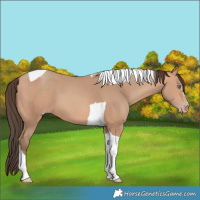 Horse Color:Amber Champagne Tobiano 
